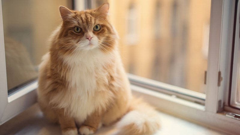 cat sat on windowsill obesity pages only