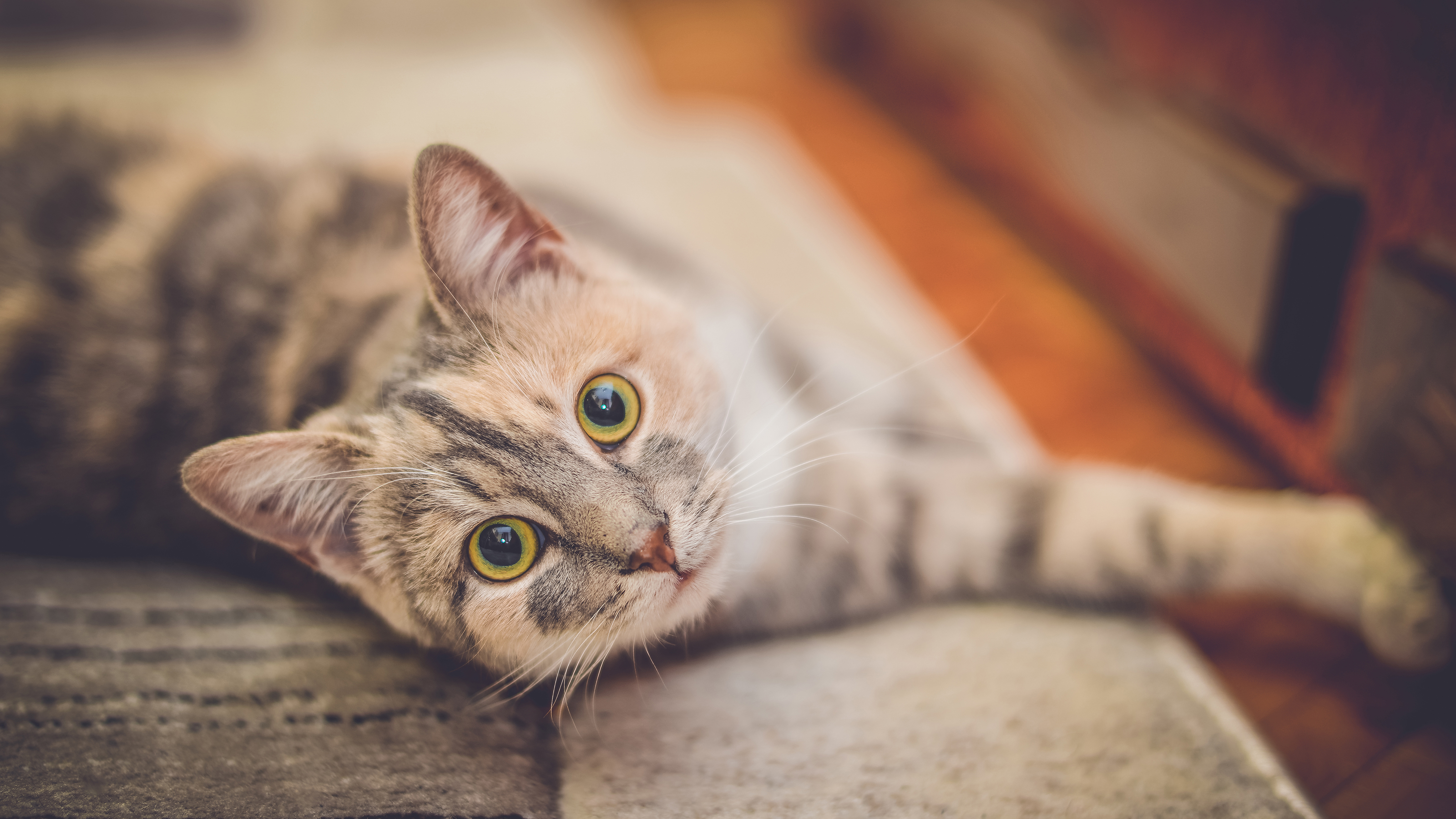 Cognitive Dysfunction (Dementia) In Cats