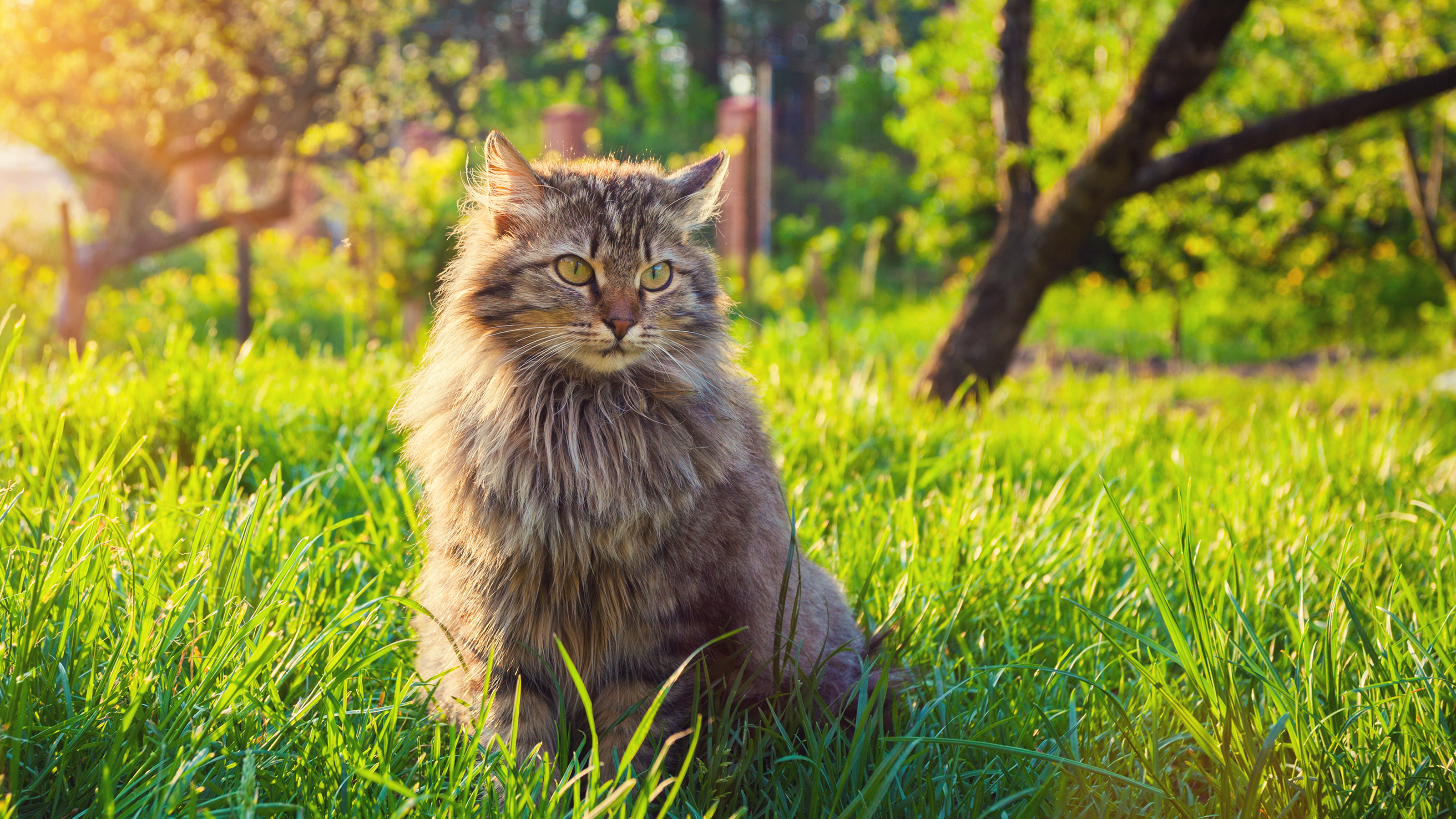Summer Tips For Cats Cat Advice Vets4Pets