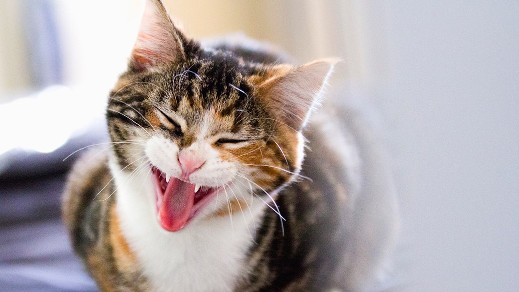 cat yawning with teeth