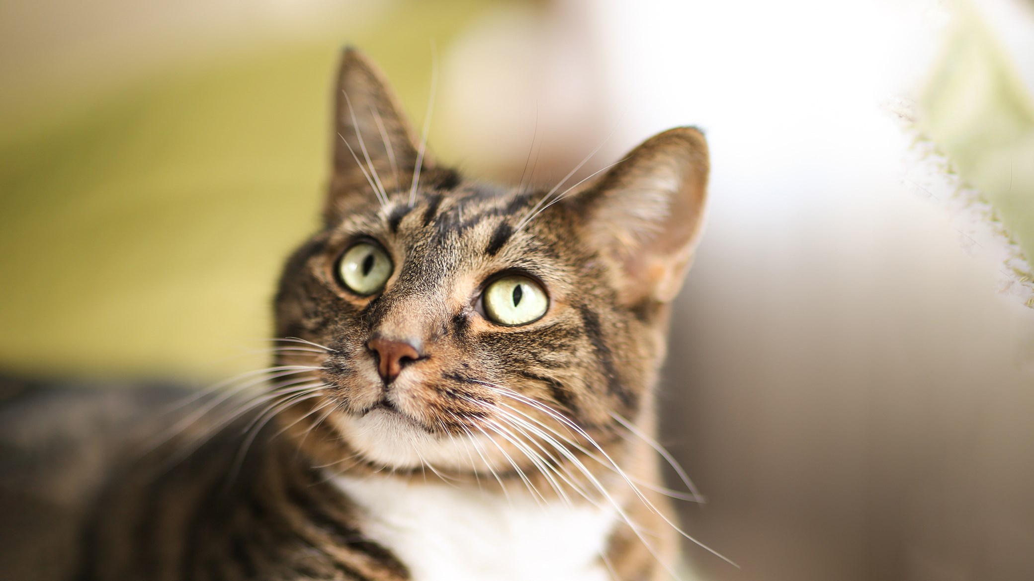 Cat & Kitten Vaccinations Cat Advice Vets4Pets