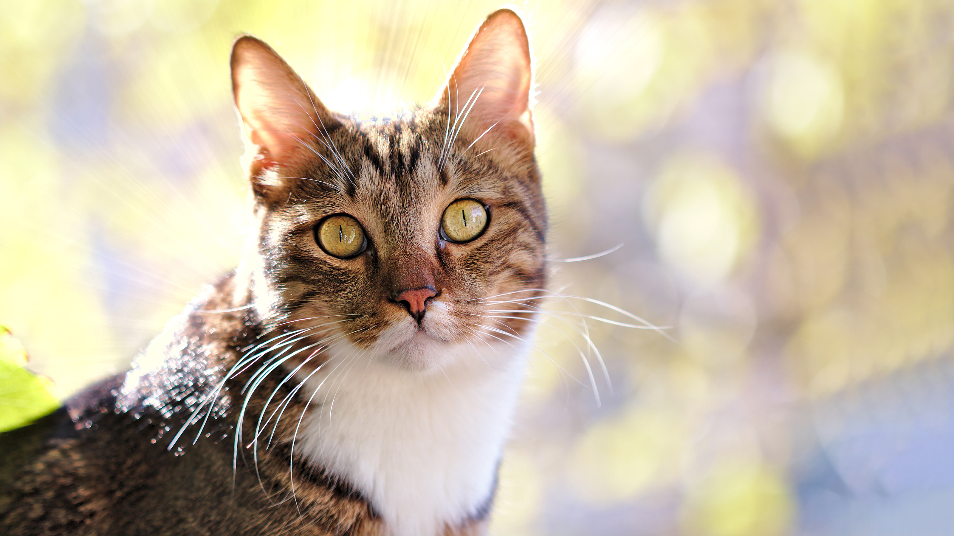Neutering Your Cat | Cat Advice | Vets4Pets