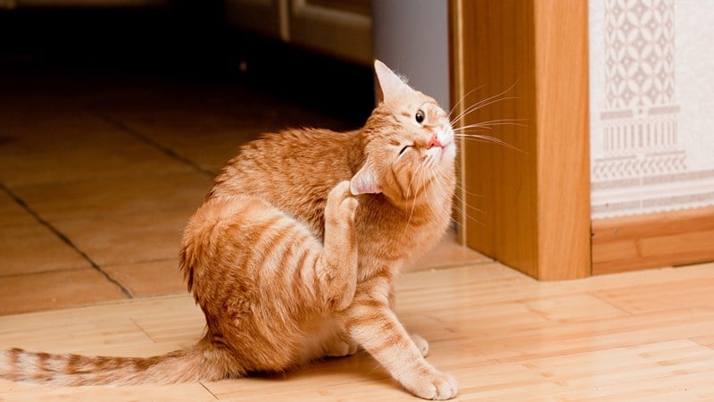 ginger cat scratching