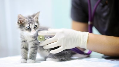 kitten having health check