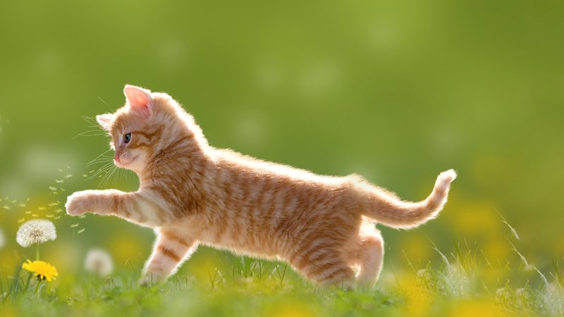 kitten playing with flowers in field summer
