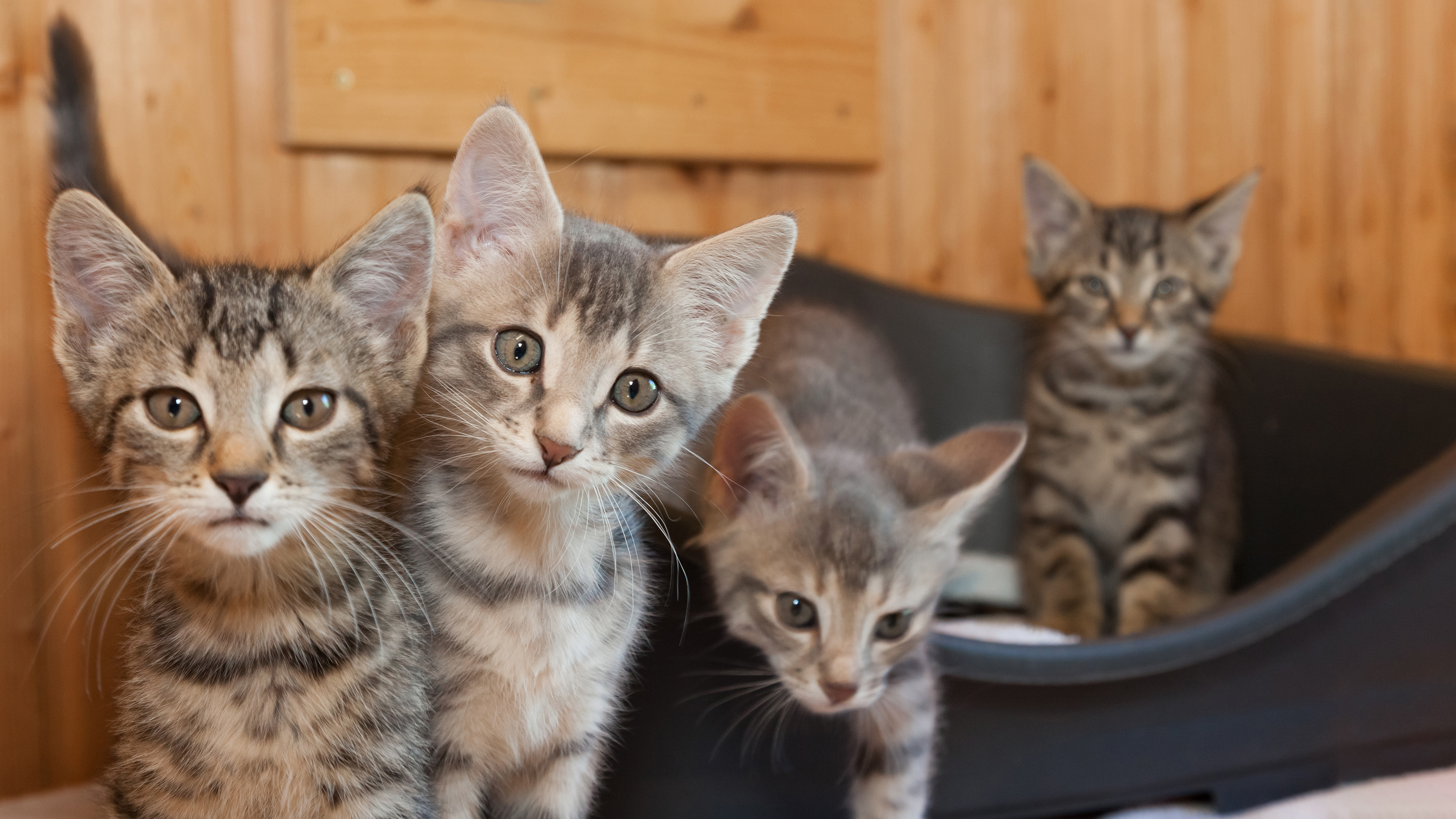 The Kitten Socialisation Period | Cat Advice | Vets4Pets