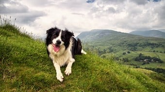 Border collie dog on mountain