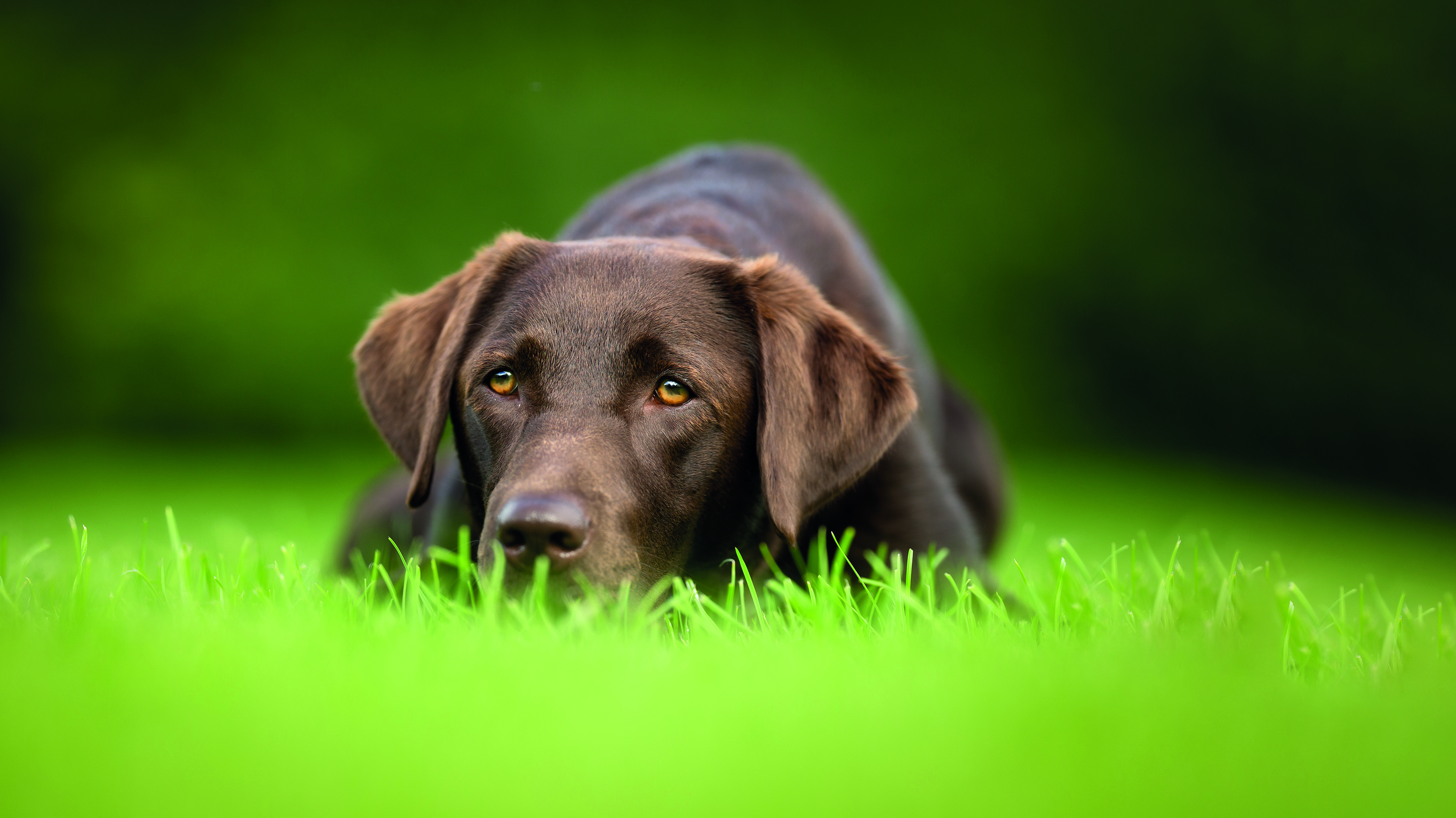 Зачем собака есть траву. Порода собак лабрадор. Лабрадор на траве. Собака ест траву дома. Лабрадор черный заставка.