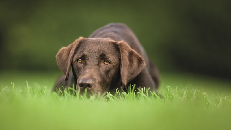 chocolate labrador dog in field