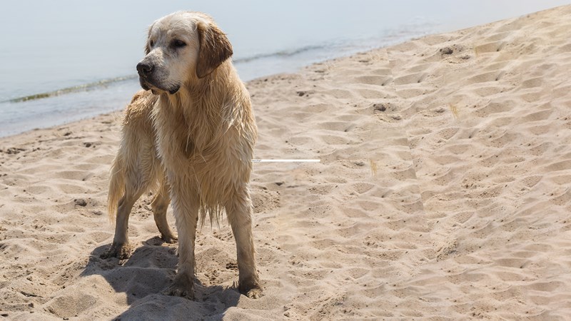 dog at beach (2)