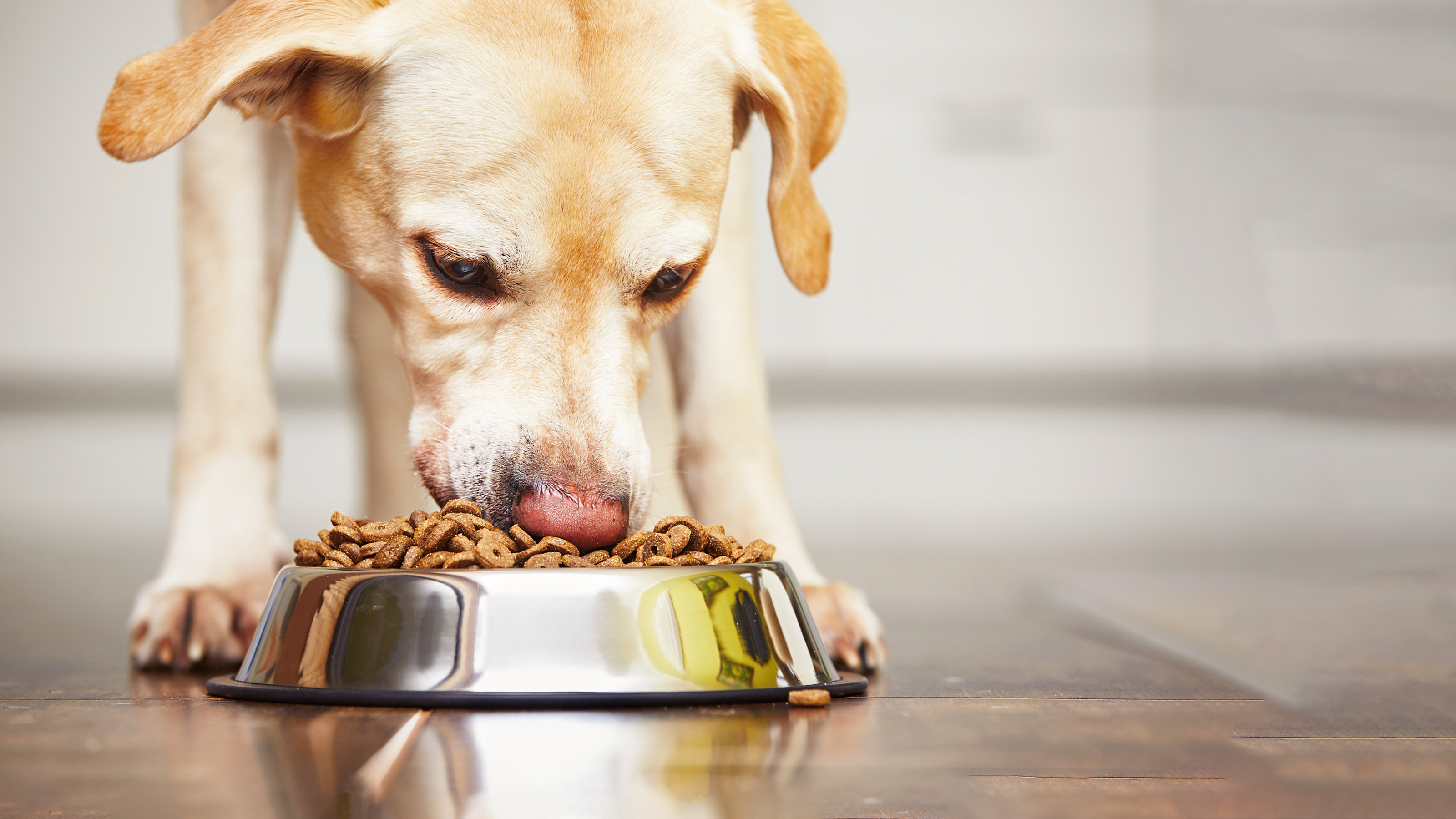 Собака кушает корм. Еда для собак. Собака кушает. Собака ест сухой корм.