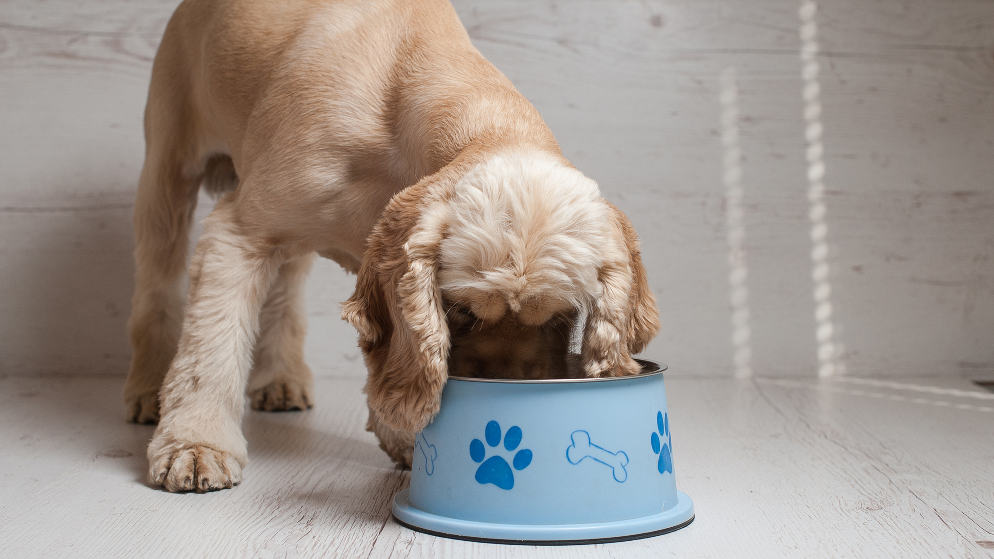 should older dogs have more or less protein