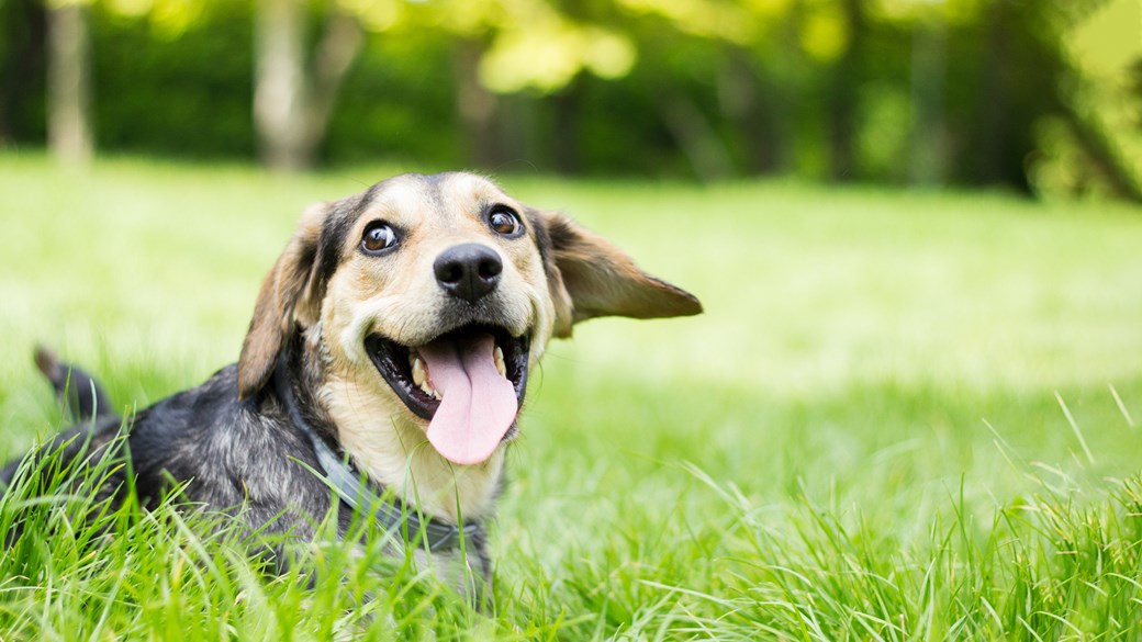 dog happy in field