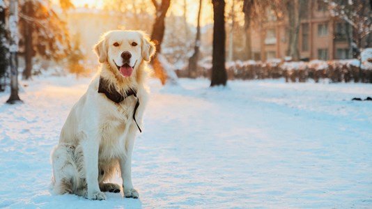 dog in snow winter