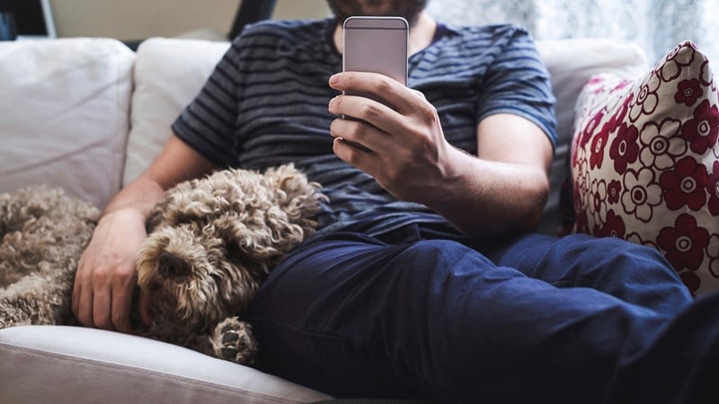 dog on sofa with man phone