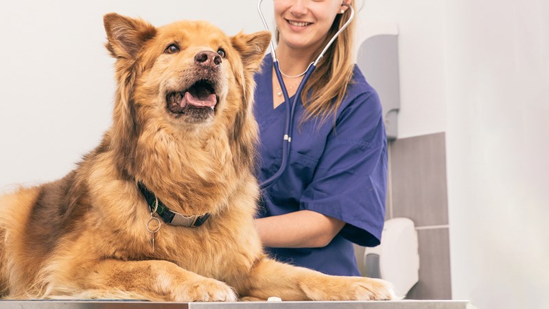 dog on vet consult table