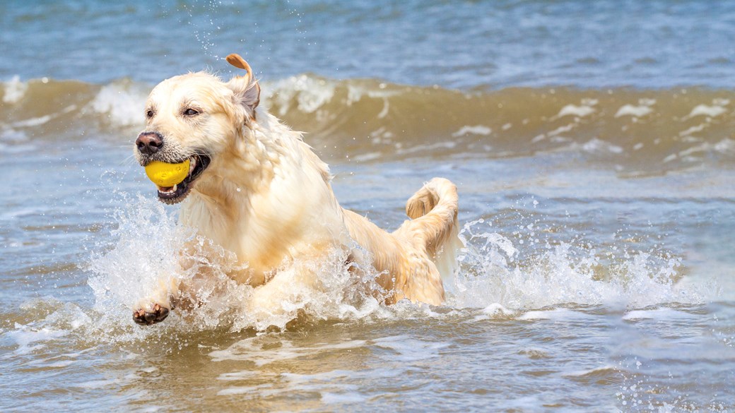 dog playing in the sea at the beach