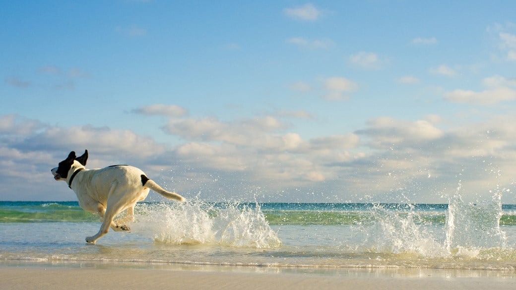 dog running through sea waves