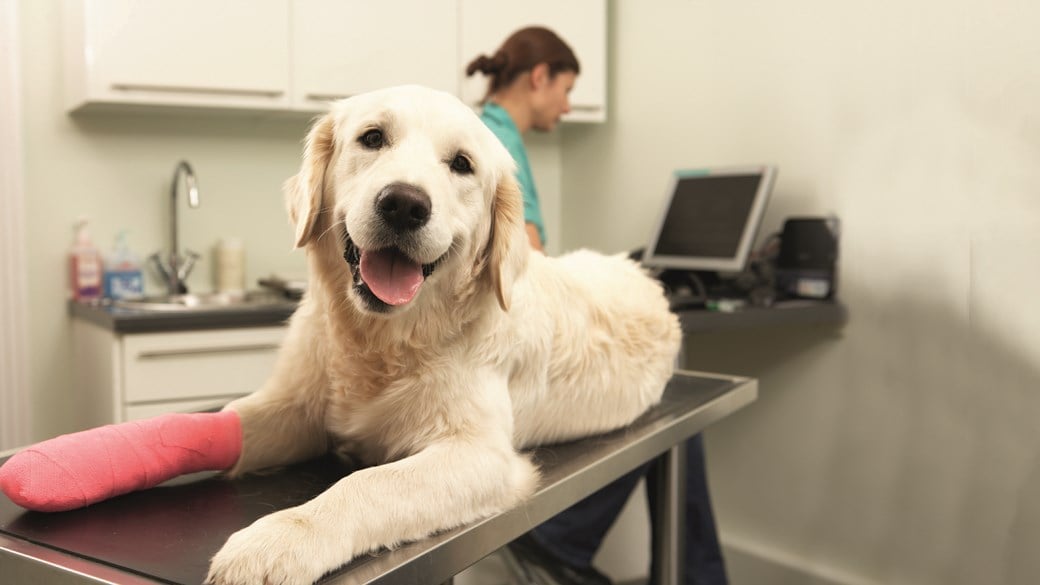 dog with bandage on paw at vets