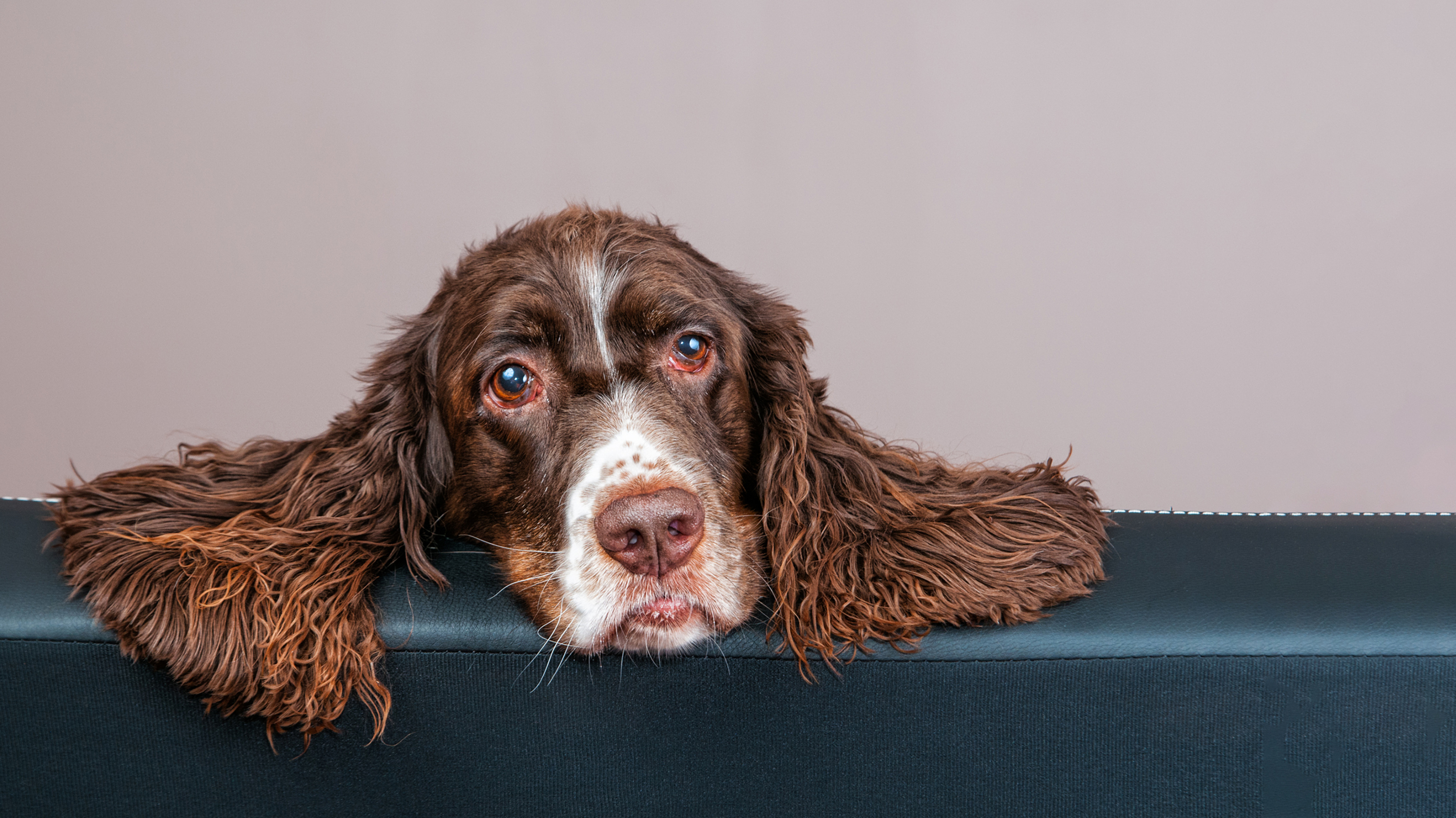 are dog skin infections contagious to other dogs