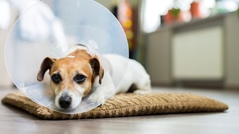 dog with cone lying down