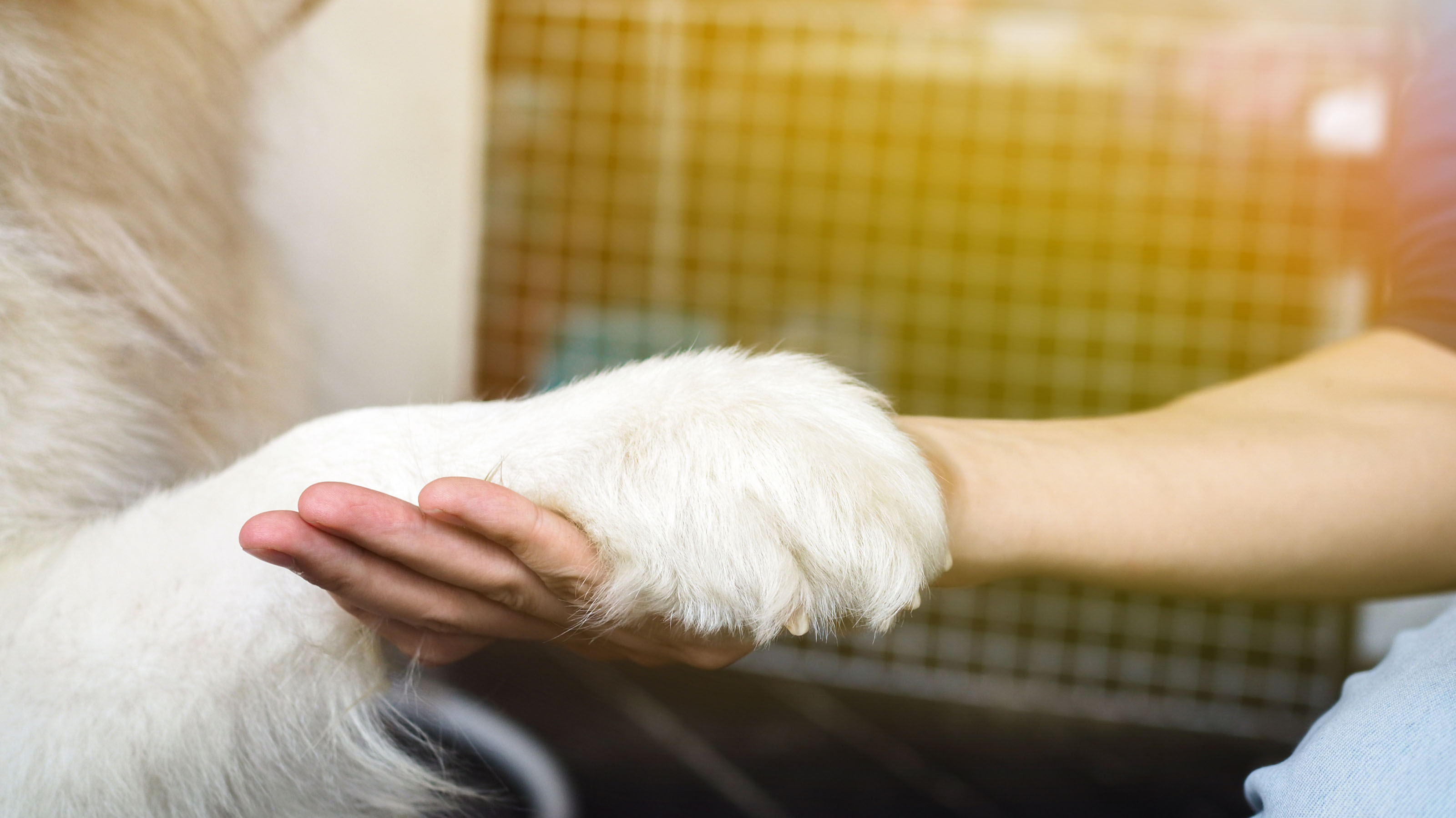 How To Cut Dog Nails, Trim Your Dog's Nails Safely