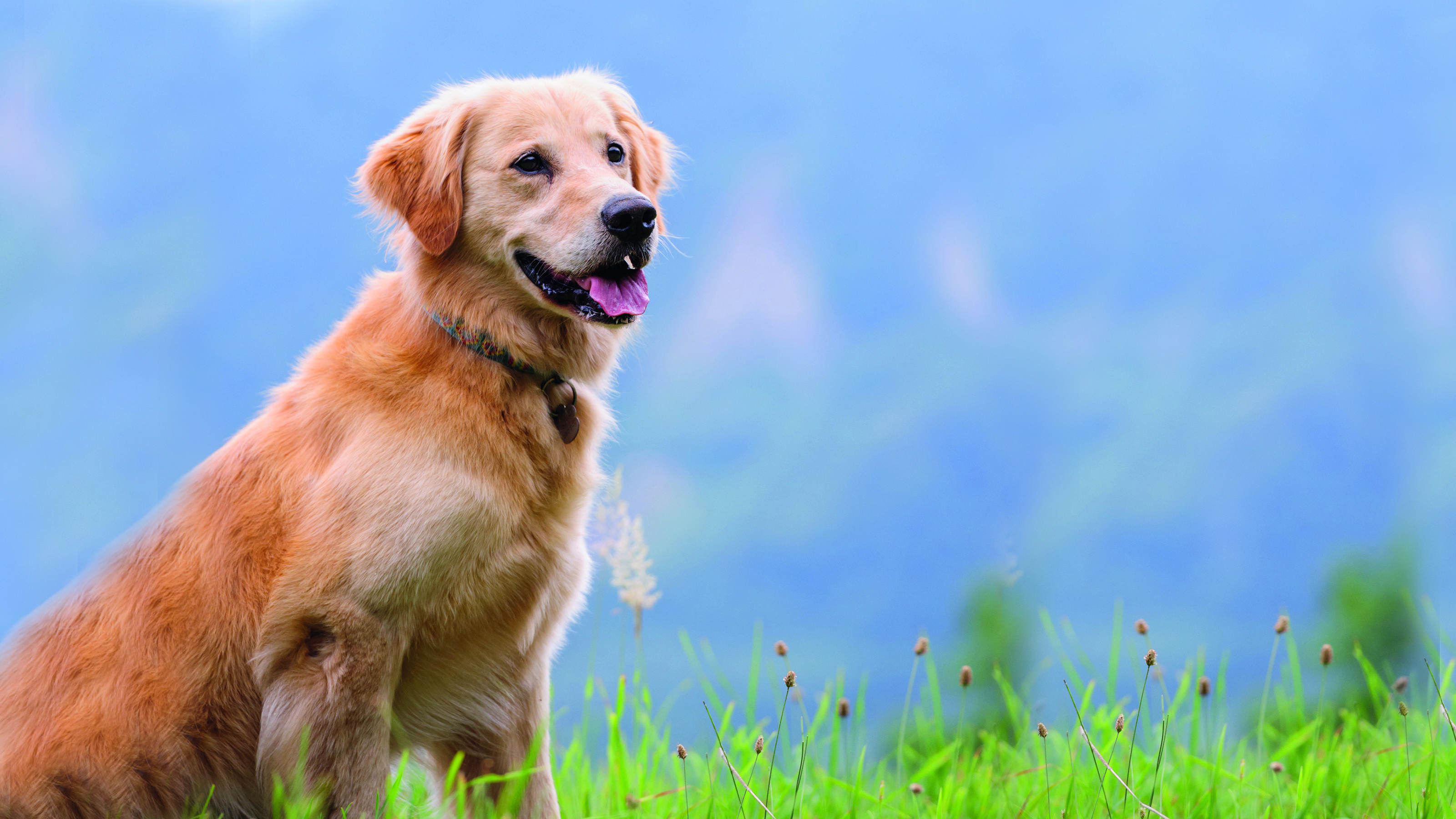 Neutering Your Dog | Prevent 