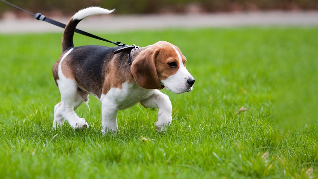beagle puppy on walk on lead