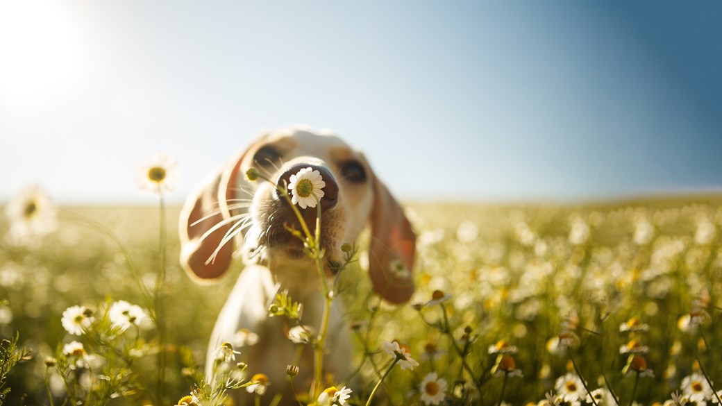 close up of puppy sniffing flower