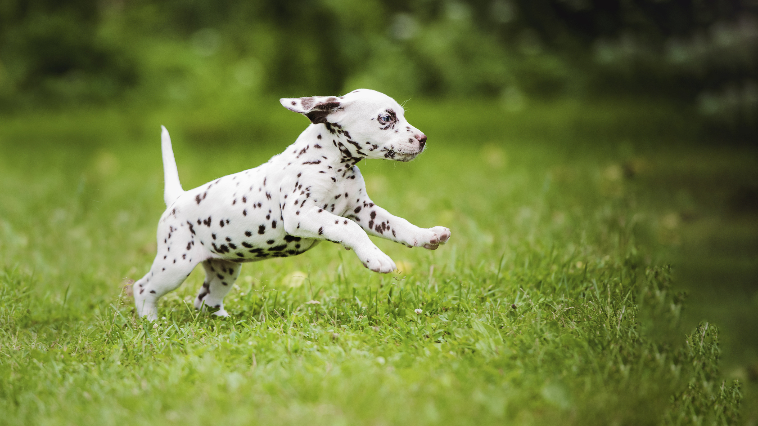 what age do dogs need less exercise