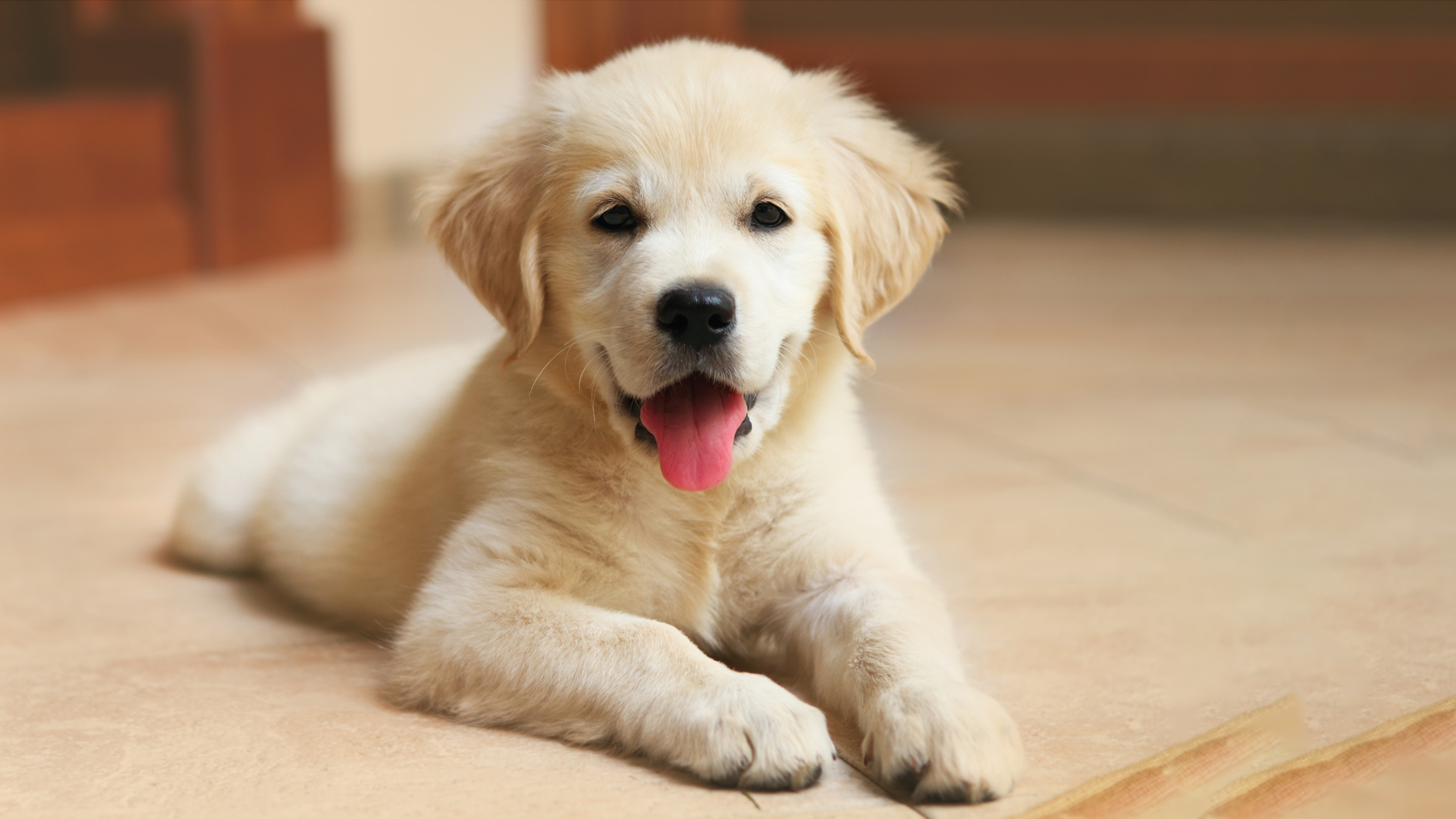 how to train your labrador puppy at home