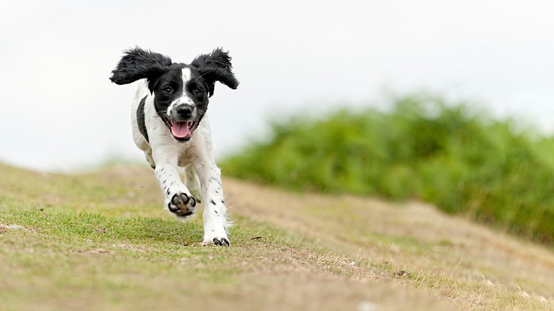 Spaniel puppy running