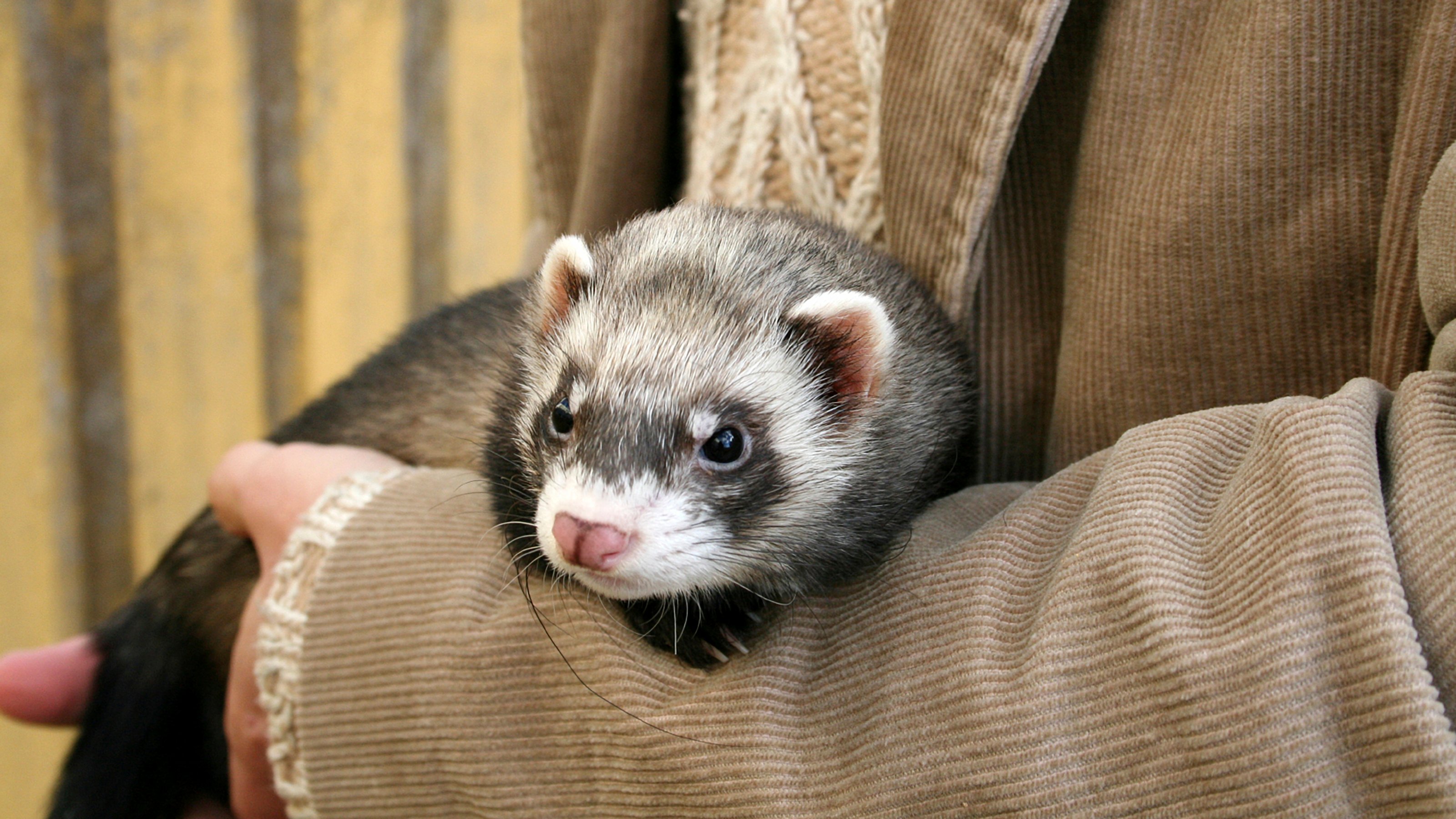 Mites and Your Ferret | Vets4Pets
