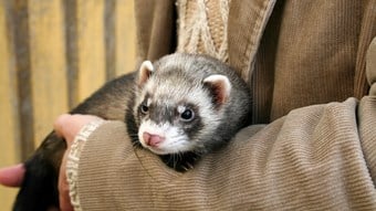 ferret being held
