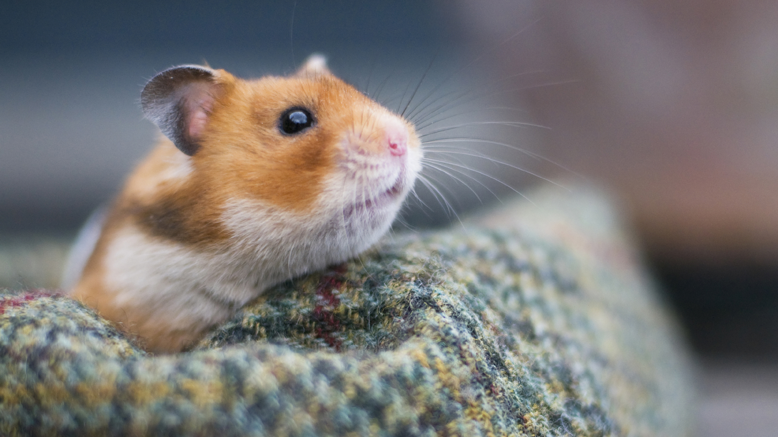 How Long Do Syrian Hamsters Live?