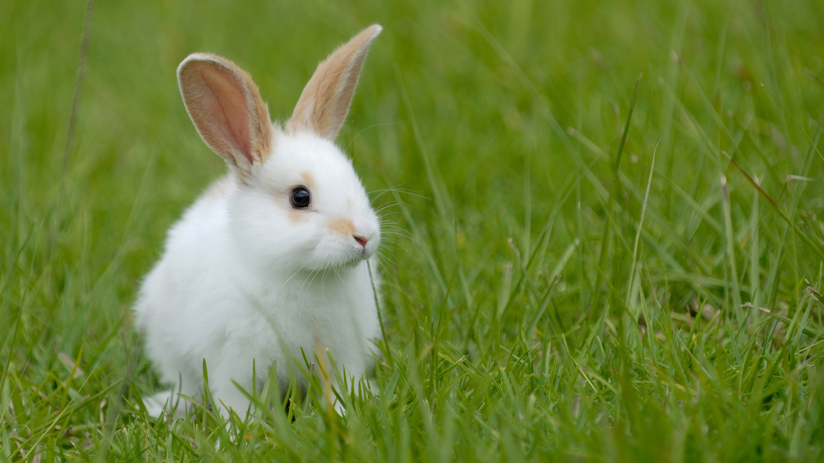 rabbit-vaccinations-rabbit-advice-vets4pets