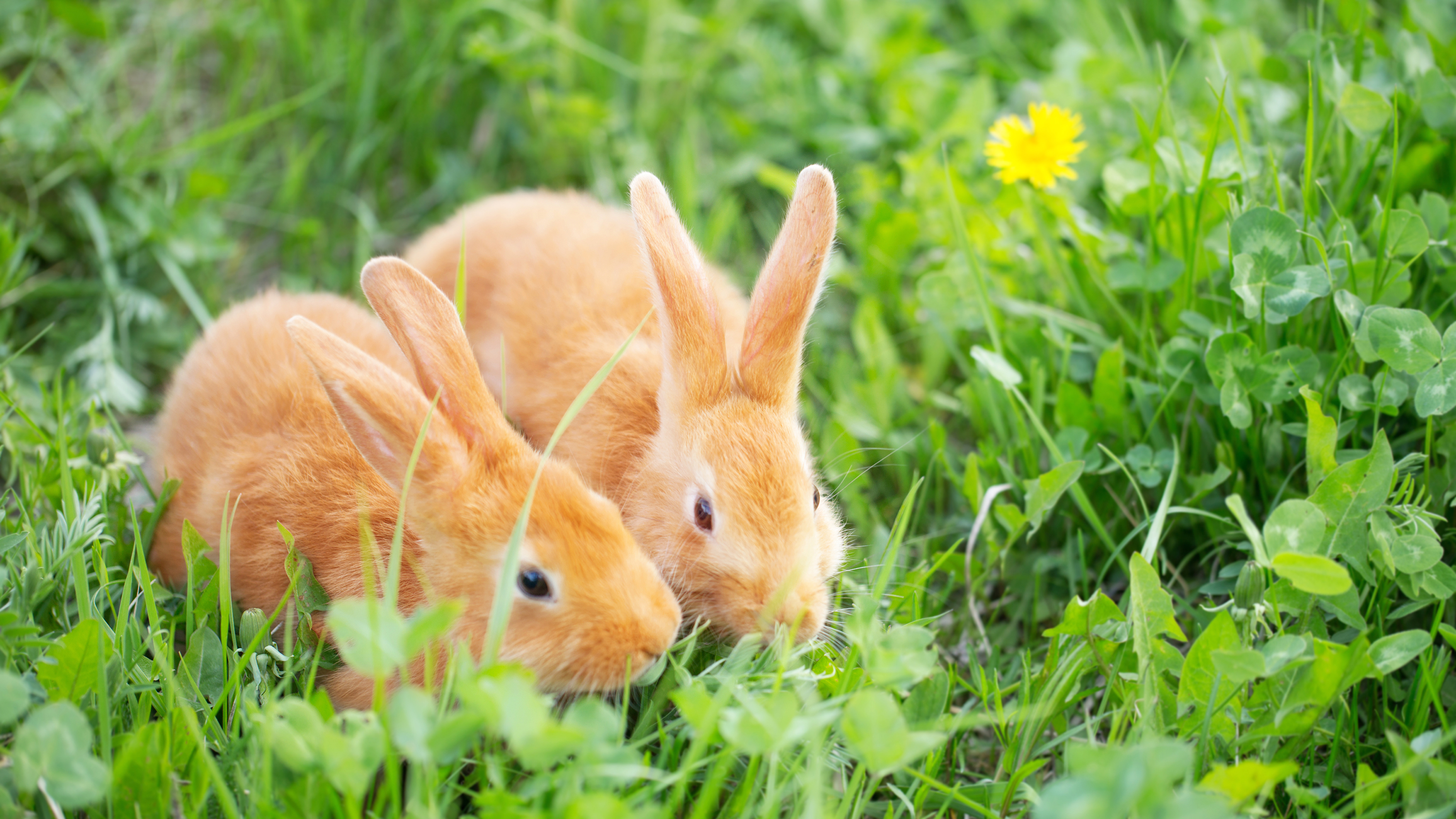 Большие и маленькие кролики. Рыжий кролик. Маленький рыжий кролик. Кролик на травке. Рыжий крольчонок.