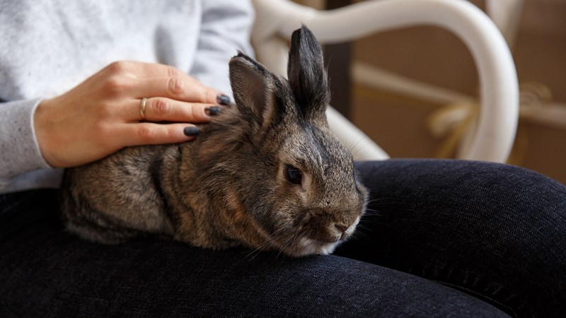 rabbit on owners knee