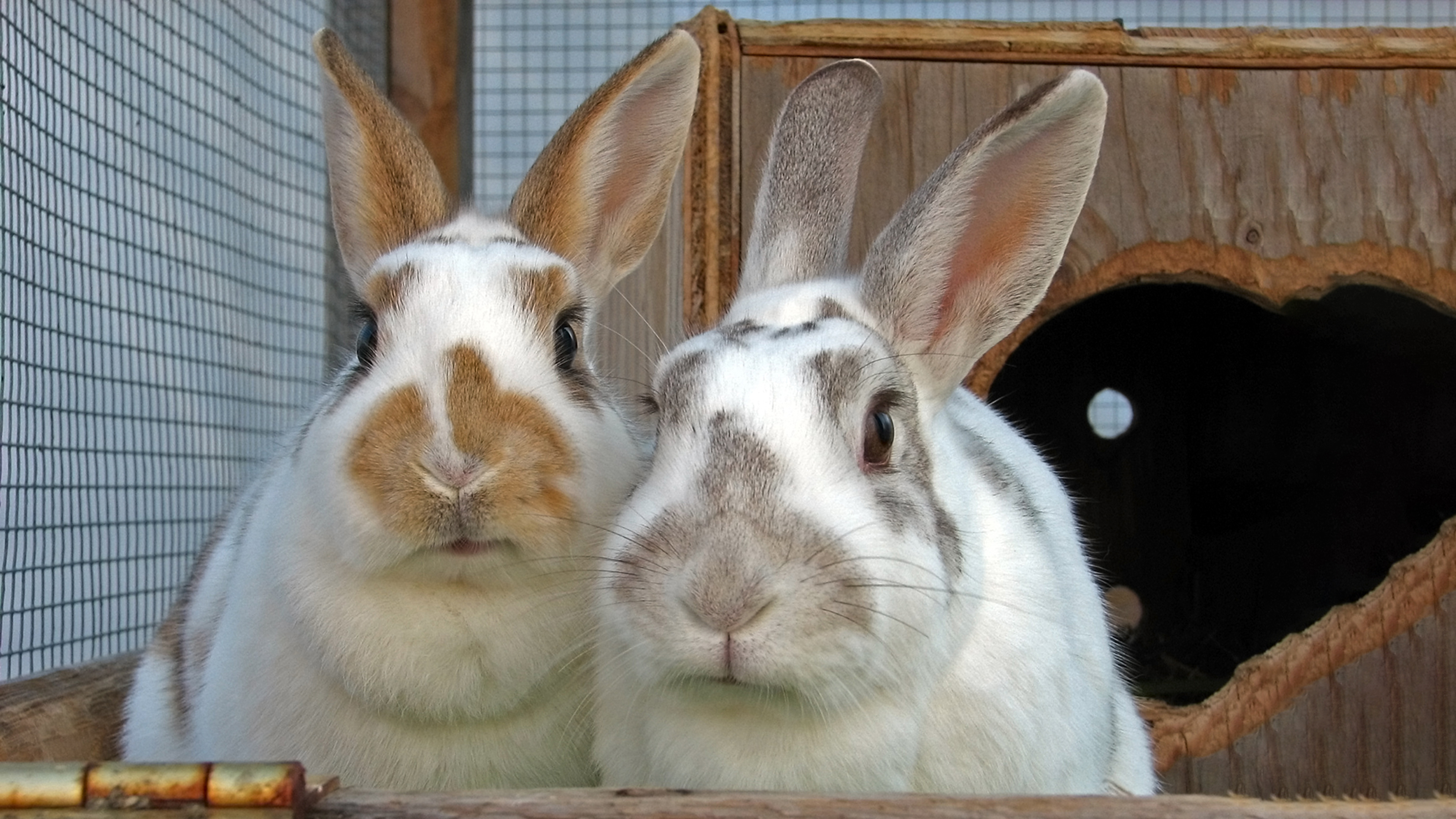 Fleas and Your Rabbit, Signs & Prevention
