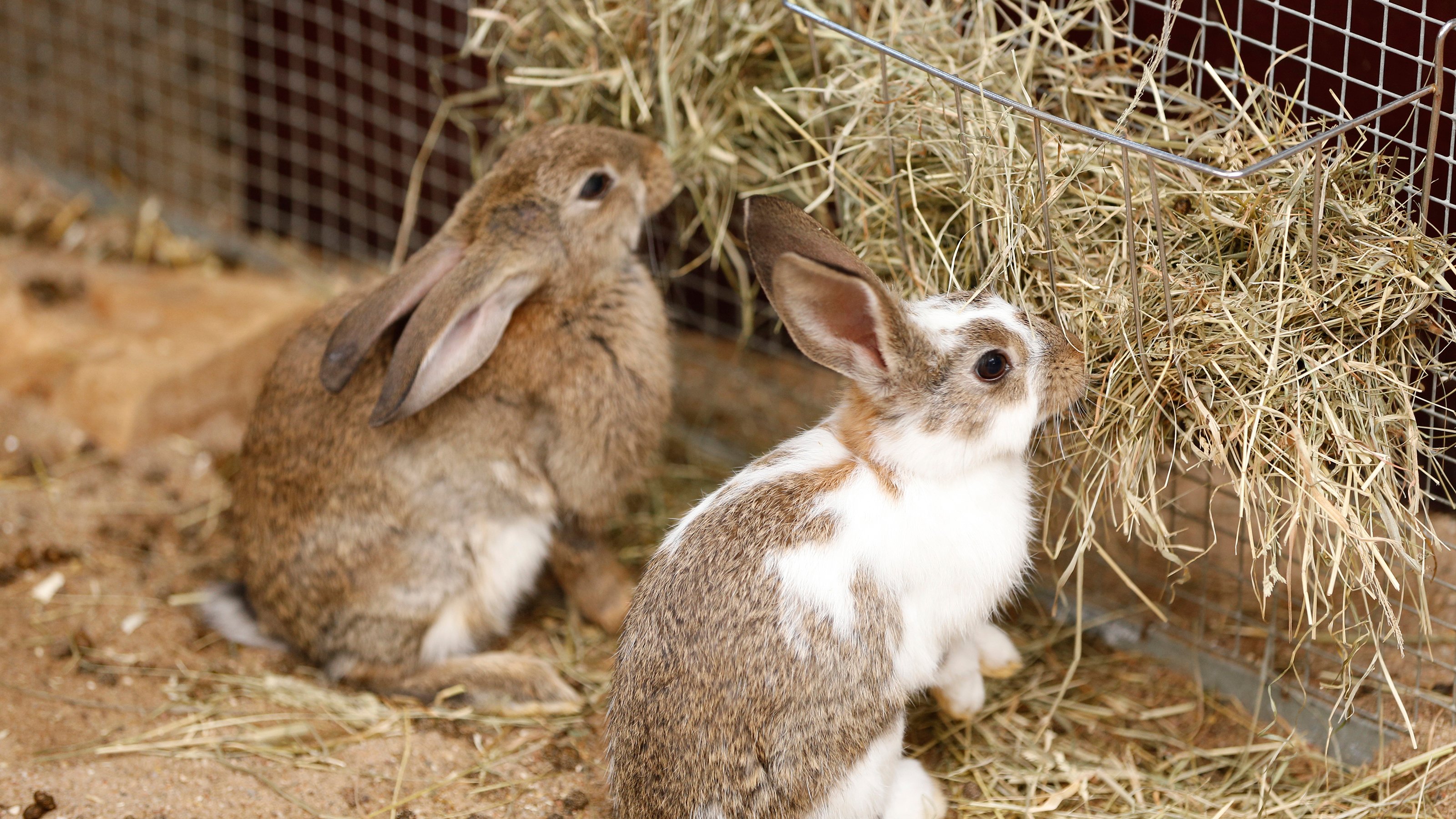 rabbits care and feeding