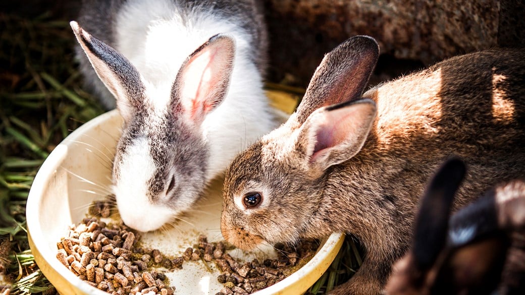 two rabbits eating out of food bowl