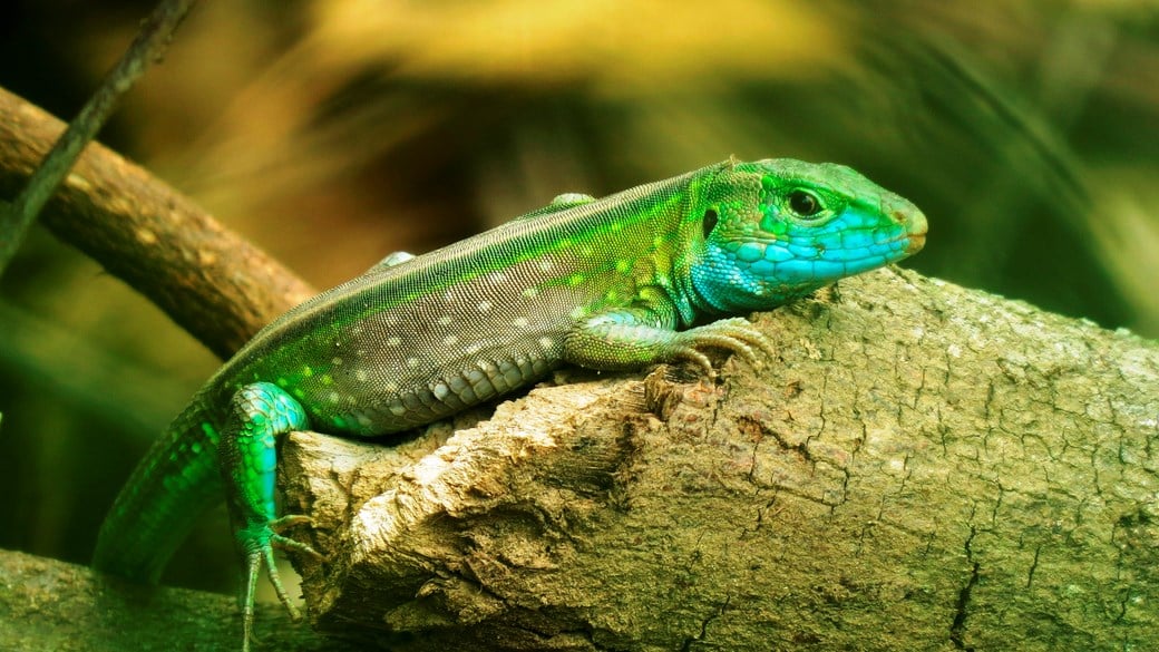 lizard reptile on branch